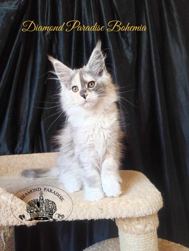 Diamond Paradise Bohemia - Kitten maine-coon 3 months