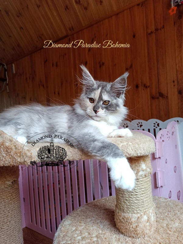Diamond Paradise Bohemia - Kitten maine-coon 3 months 4 weeks