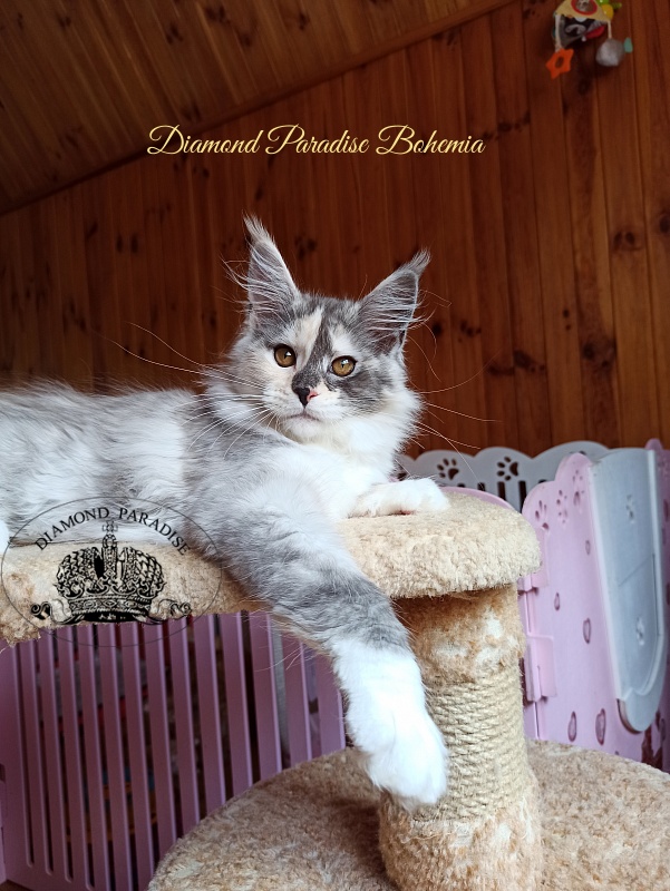 Diamond Paradise Bohemia - Kitten maine-coon 3 months 4 weeks