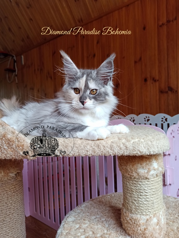 Diamond Paradise Bohemia - Kitten maine-coon 3 months 4 weeks