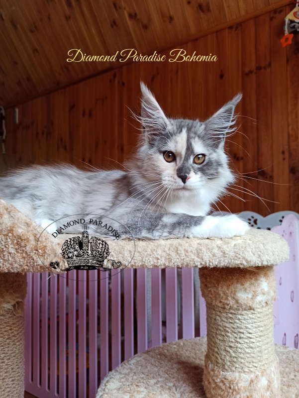 Diamond Paradise Bohemia - Kitten maine-coon 3 months 4 weeks