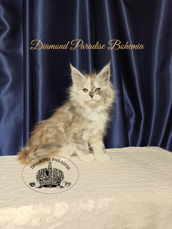 Diamond Paradise Bohemia - Kitten maine-coon 2 months