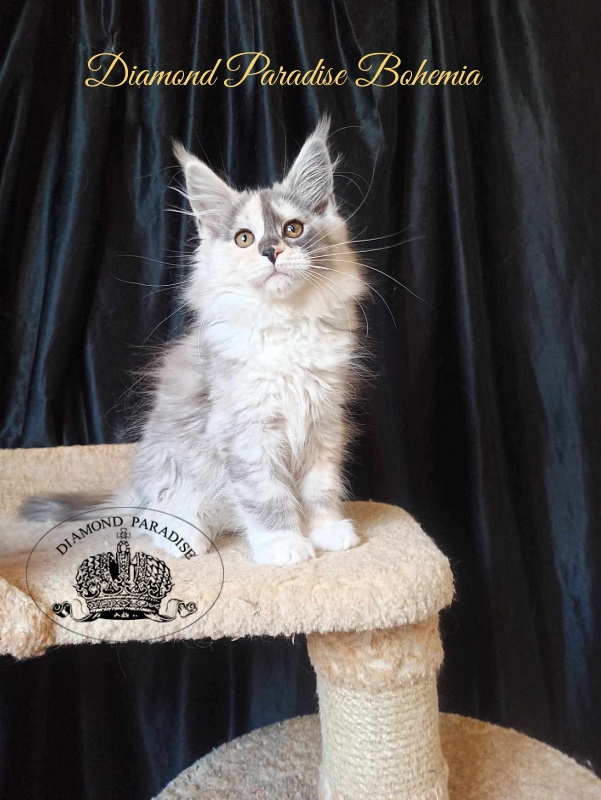 Diamond Paradise Bohemia - Kitten maine-coon 3 months