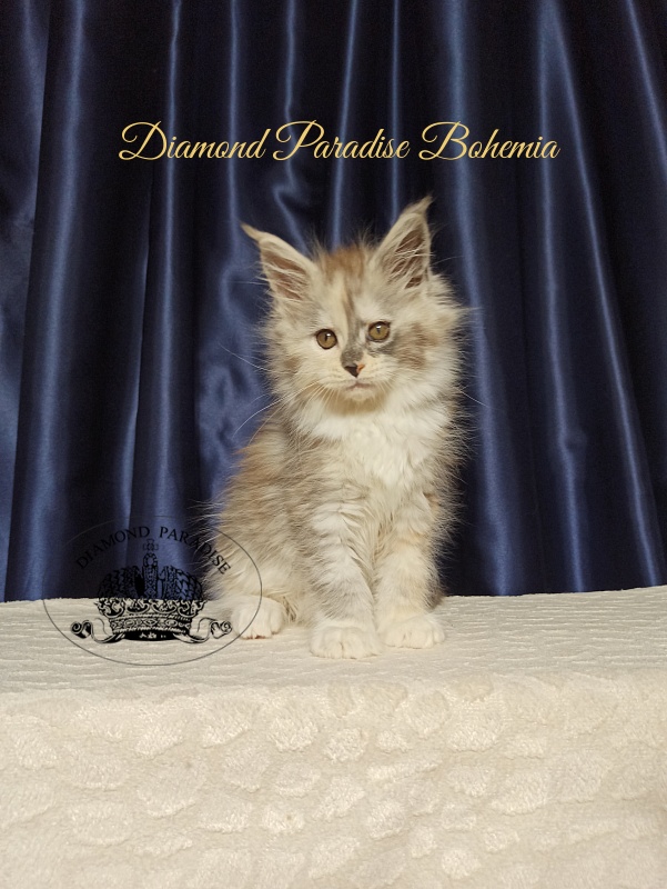 Diamond Paradise Bohemia - Kitten maine-coon 2 months