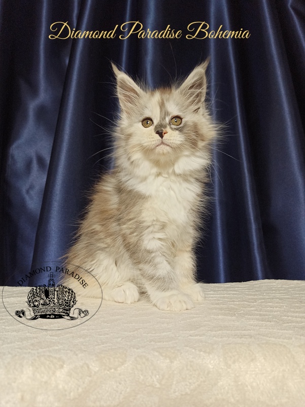 Diamond Paradise Bohemia - Kitten maine-coon 2 months