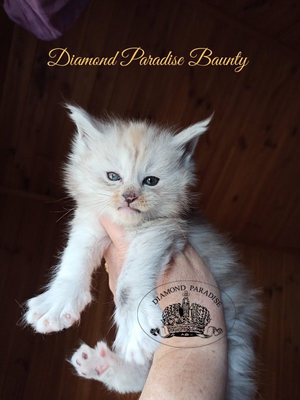 Diamond Paradise Baunty - Kitten maine-coon 1 month