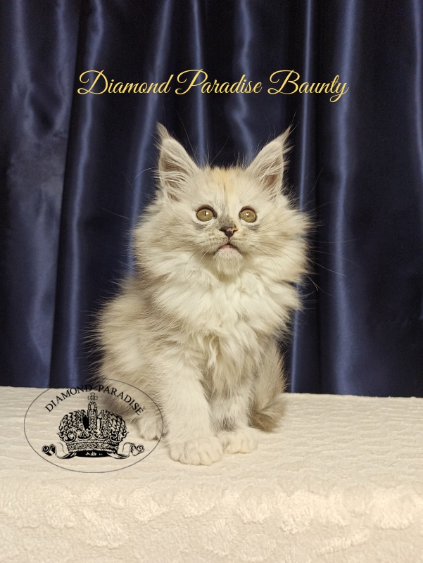 Diamond Paradise Baunty - Kitten maine-coon 2 months