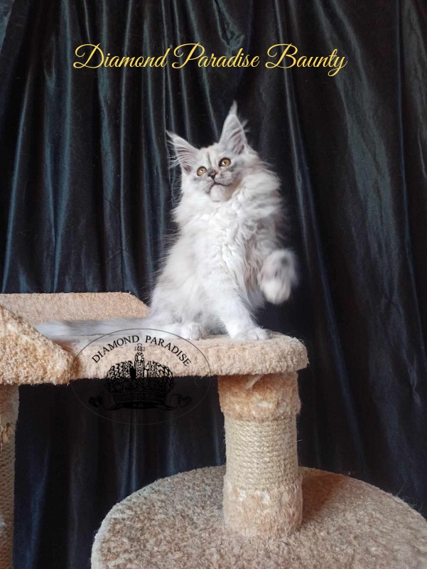 Diamond Paradise Baunty - Kitten maine-coon 3 months