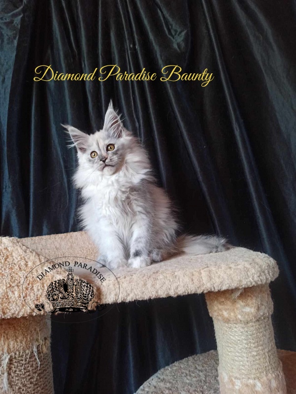 Diamond Paradise Baunty - Kitten maine-coon 3 months