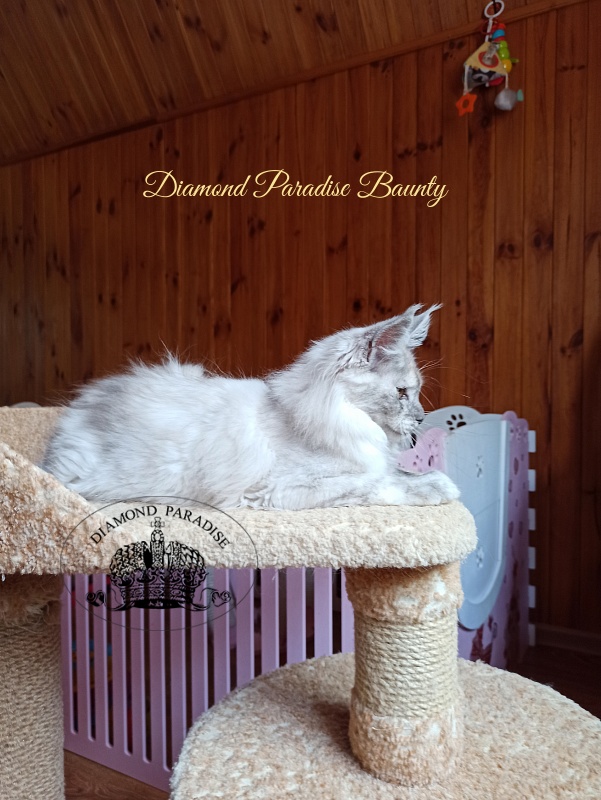 Diamond Paradise Baunty - Kitten maine-coon 3 months 4 weeks