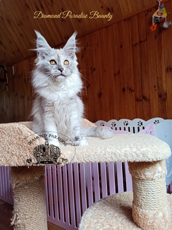 Diamond Paradise Baunty - Kitten maine-coon 3 months 4 weeks
