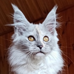 Diamond Paradise Baunty