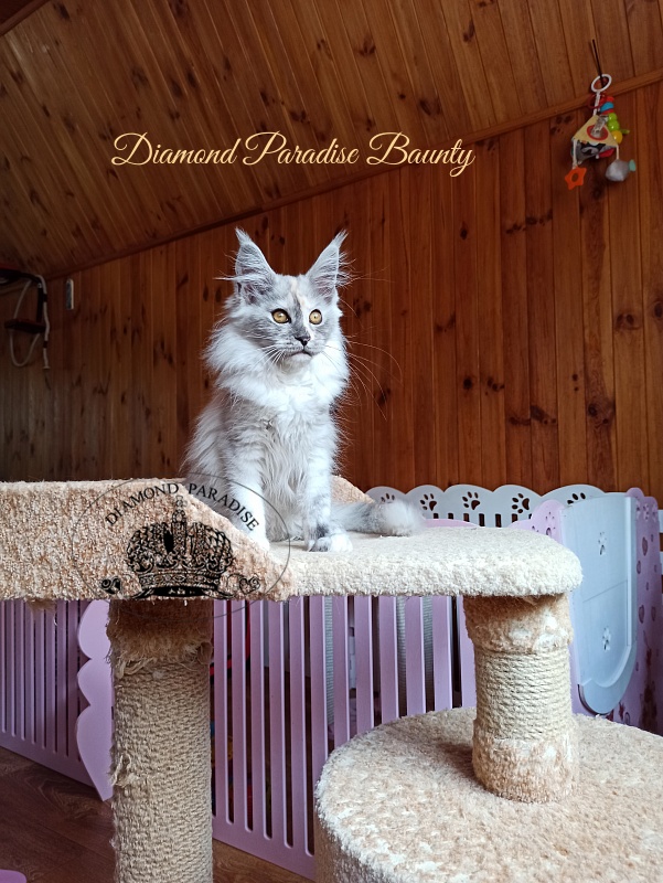 Diamond Paradise Baunty - Kitten maine-coon 3 months 4 weeks