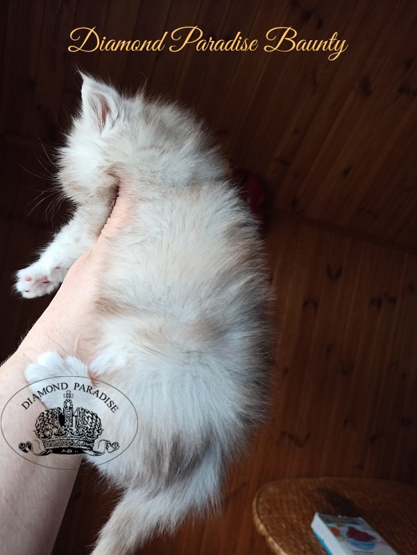 Diamond Paradise Baunty - Kitten maine-coon 1 month