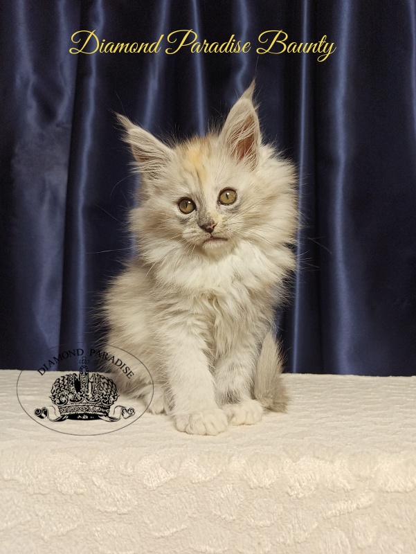 Diamond Paradise Baunty - Kitten maine-coon 2 months