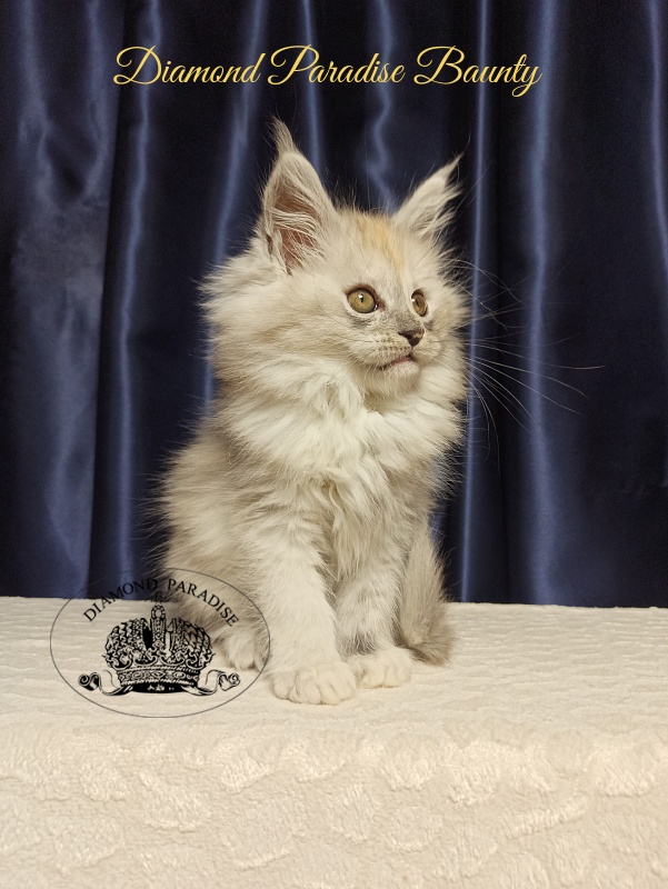Diamond Paradise Baunty - Kitten maine-coon 2 months