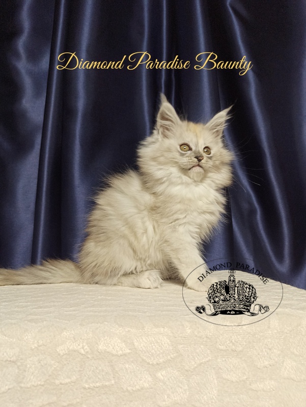 Diamond Paradise Baunty - Kitten maine-coon 2 months