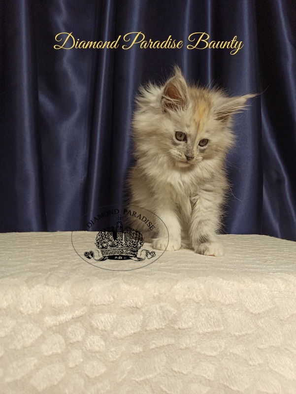 Diamond Paradise Baunty - Kitten maine-coon 2 months