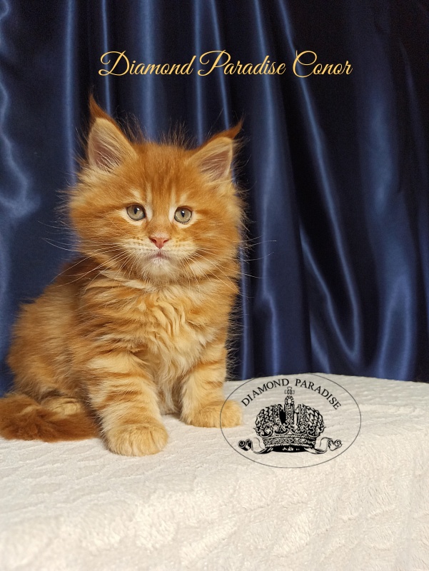 Diamond Paradise Conor - Kitten maine-coon 1 month 2.5 weeks