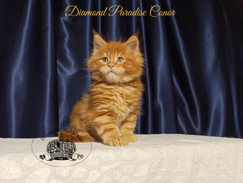 Diamond Paradise Conor - Kitten maine-coon 1 month 2.5 weeks