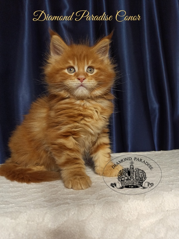 Diamond Paradise Conor - Kitten maine-coon 1 month 2.5 weeks