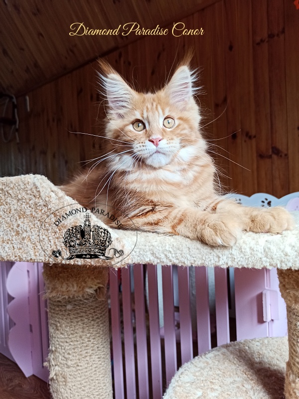 Diamond Paradise Conor - Kitten maine-coon 3 months 2 weeks