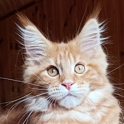 Diamond Paradise Conor