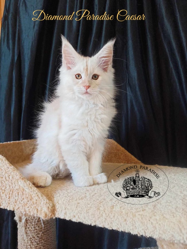 Diamond Paradise Caesar - Kitten maine-coon 2 months 2.5 weeks