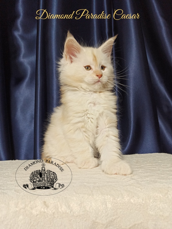 Diamond Paradise Caesar - Kitten maine-coon 1 month 2.5 weeks