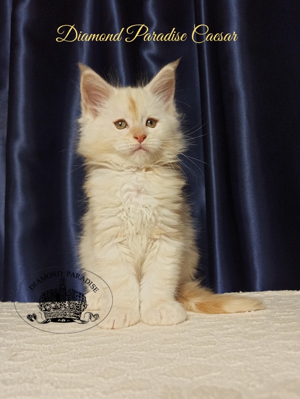 Diamond Paradise Caesar - Kitten maine-coon 1 month 2.5 weeks