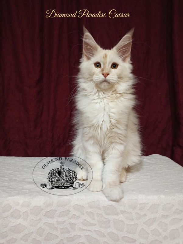 Diamond Paradise Caesar - Kitten maine-coon 3 months 2 weeks