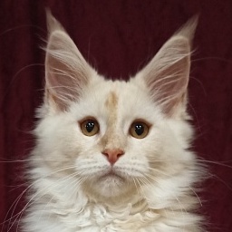 Diamond Paradise Caesar