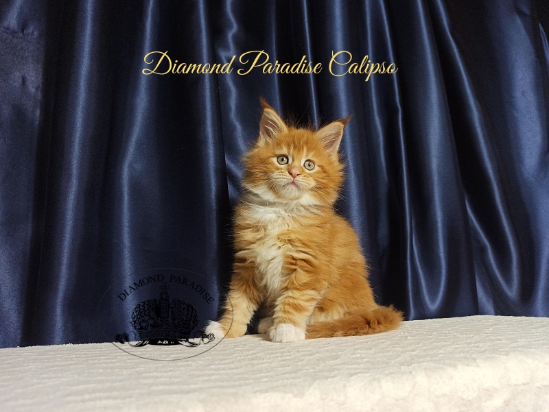 Diamond Paradise Calipso Candy - Kitten maine-coon 1 month 2.5 weeks