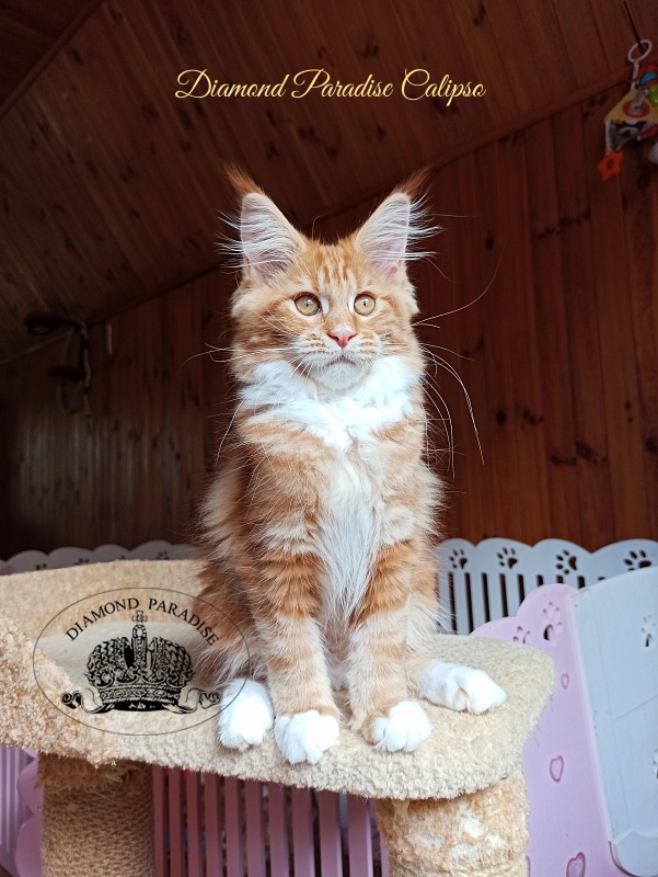 Diamond Paradise Calipso Candy - Kitten maine-coon 3 months 2 weeks