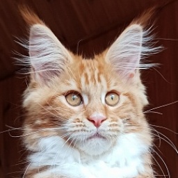 Diamond Paradise Calipso Candy