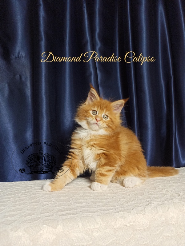 Diamond Paradise Calipso Candy - Kitten maine-coon 1 month 2.5 weeks