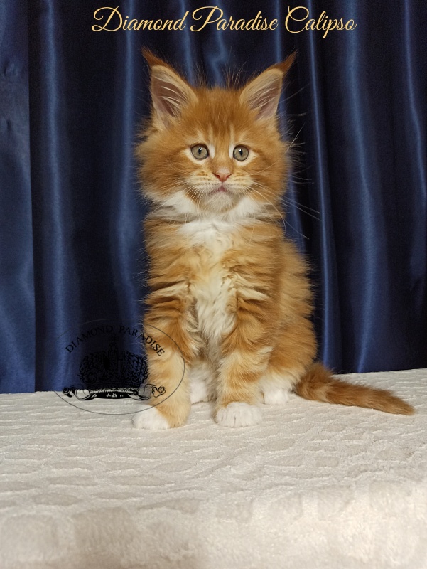 Diamond Paradise Calipso Candy - Kitten maine-coon 1 month 2.5 weeks