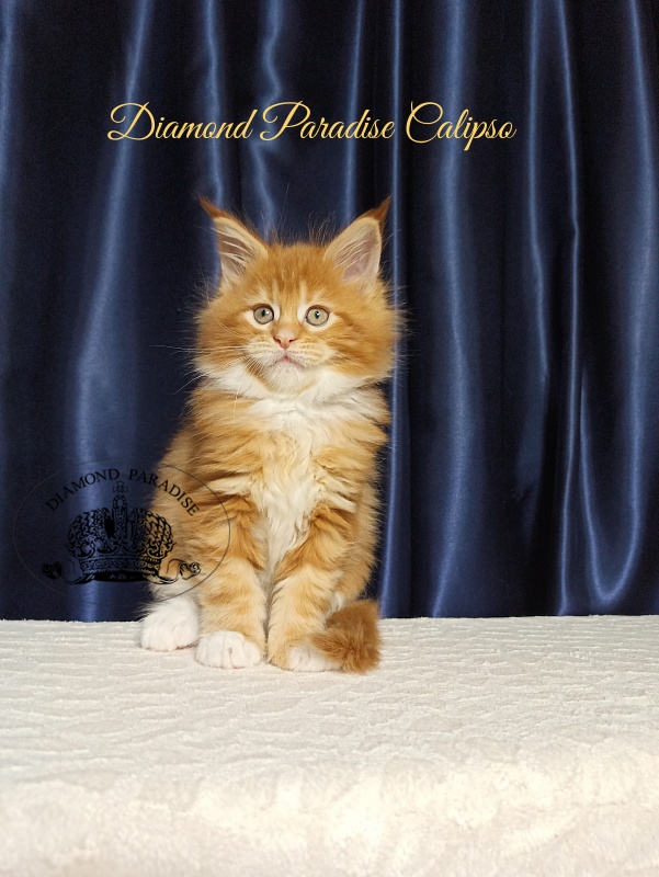 Diamond Paradise Calipso Candy - Kitten maine-coon 1 month 2.5 weeks