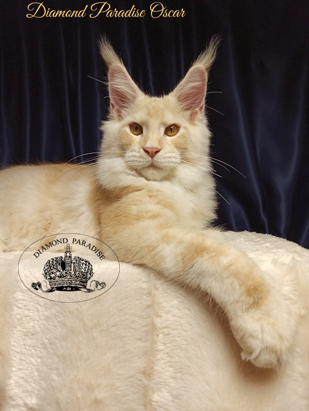 Diamond Paradise Oscar - Kitten maine-coon 5 months