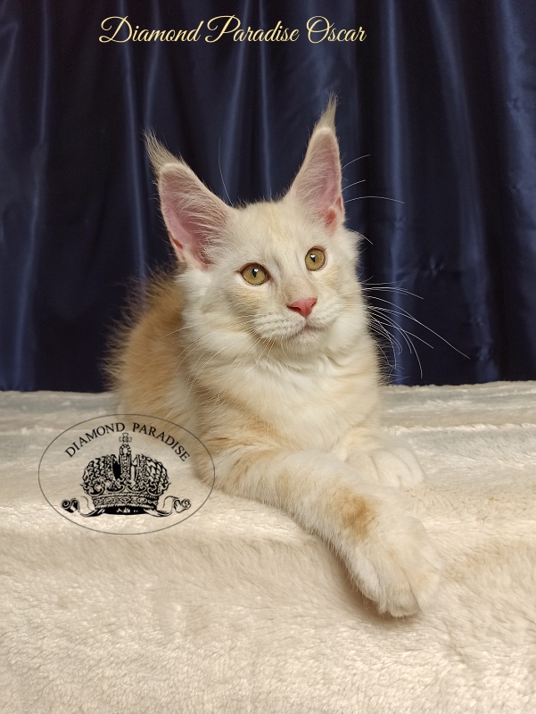 Diamond Paradise Oscar - Kitten maine-coon 3 months