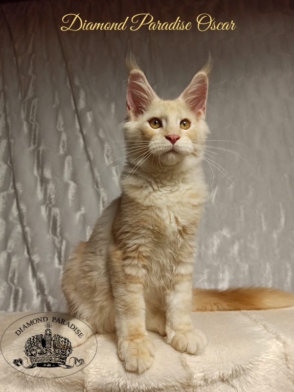 Diamond Paradise Oscar - Kitten maine-coon 4 months