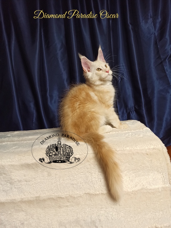 Diamond Paradise Oscar - Kitten maine-coon 3 months