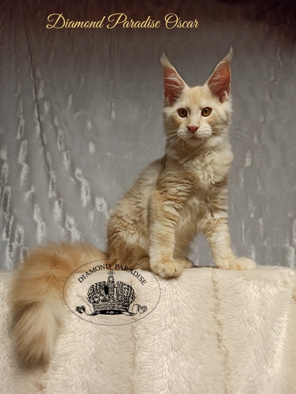 Diamond Paradise Oscar - Kitten maine-coon 4 months