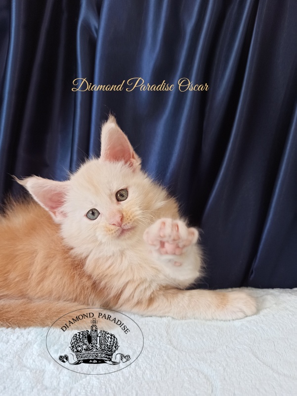 Diamond Paradise Oscar - Kitten maine-coon 1 month 1.5 week