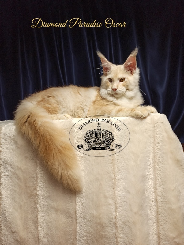 Diamond Paradise Oscar - Kitten maine-coon 5 months
