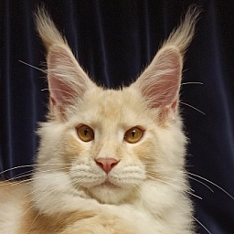 Diamond Paradise Oscar