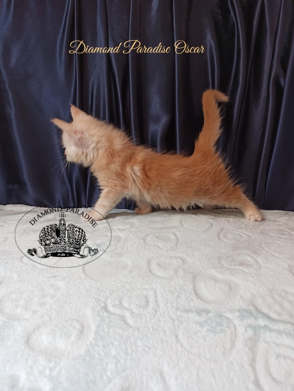 Diamond Paradise Oscar - Kitten maine-coon 1 month 1.5 week