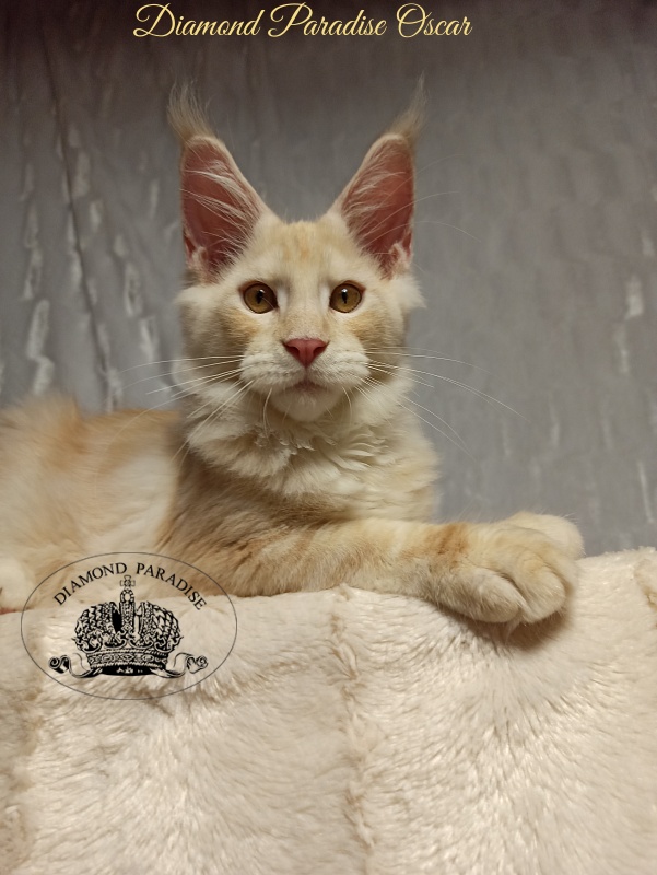 Diamond Paradise Oscar - Kitten maine-coon 4 months