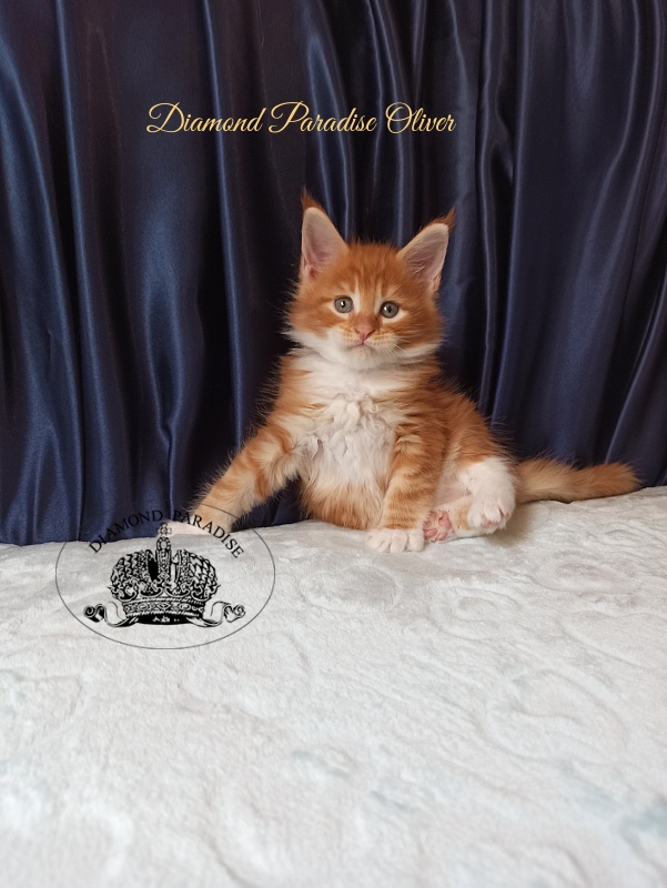 Diamond Paradise Oliver - Kitten maine-coon 1 month 1.5 week