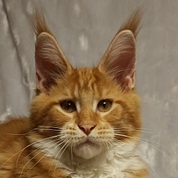 Diamond Paradise Oliver